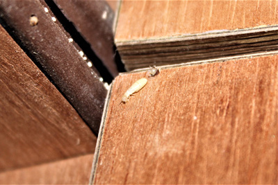 Drywood Termite Images