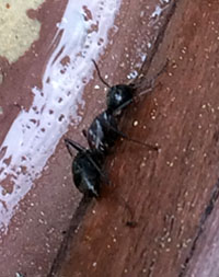 Carpenter Ants