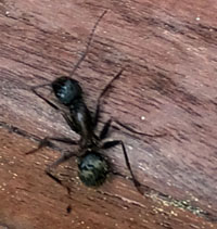 Carpenter Ant