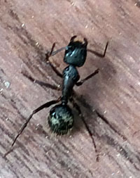 Carpenter Ant