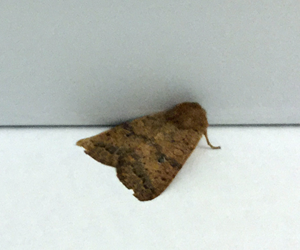 Moth Crop