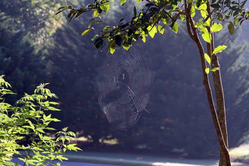 Spider Image