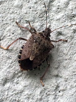 Stink Bug